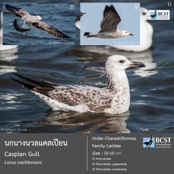 Larus cachinnans