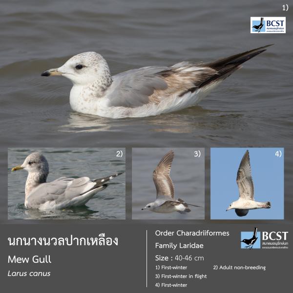 Larus canus