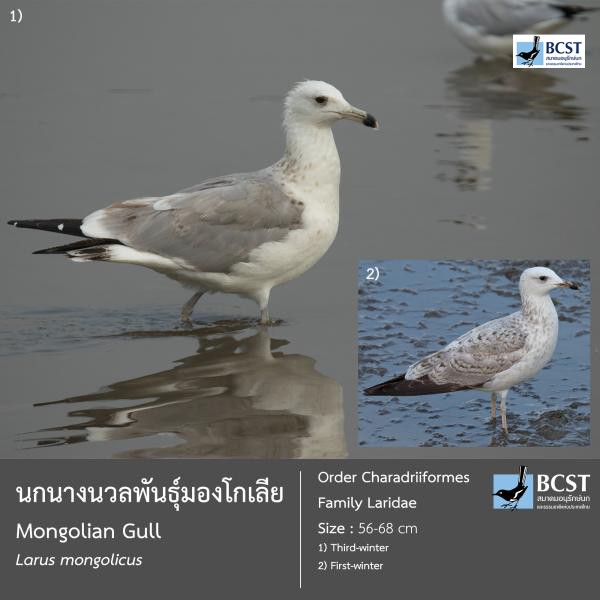 Larus mongolicus
