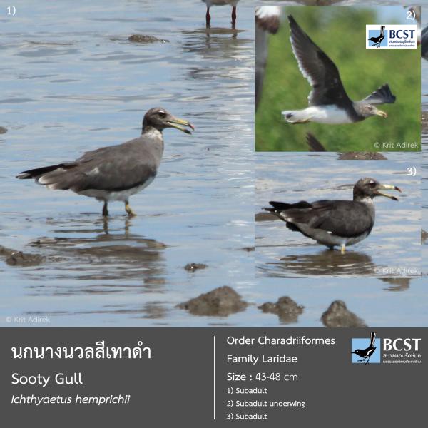 Ichthyaetus hemprichii