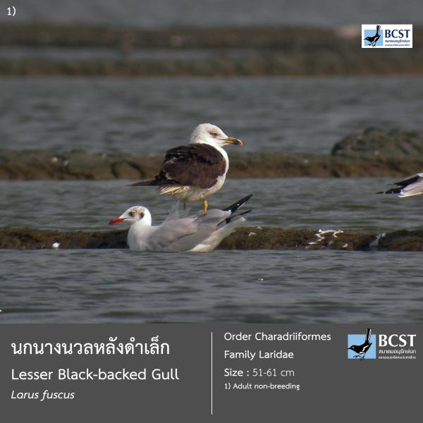 Larus fuscus