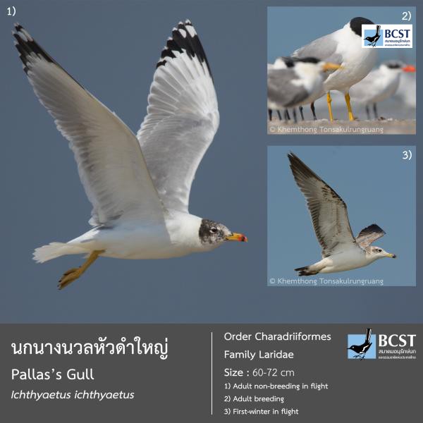 Ichthyaetus ichthyaetus