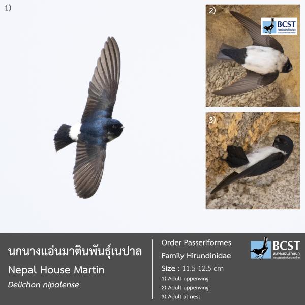Delichon nipalense