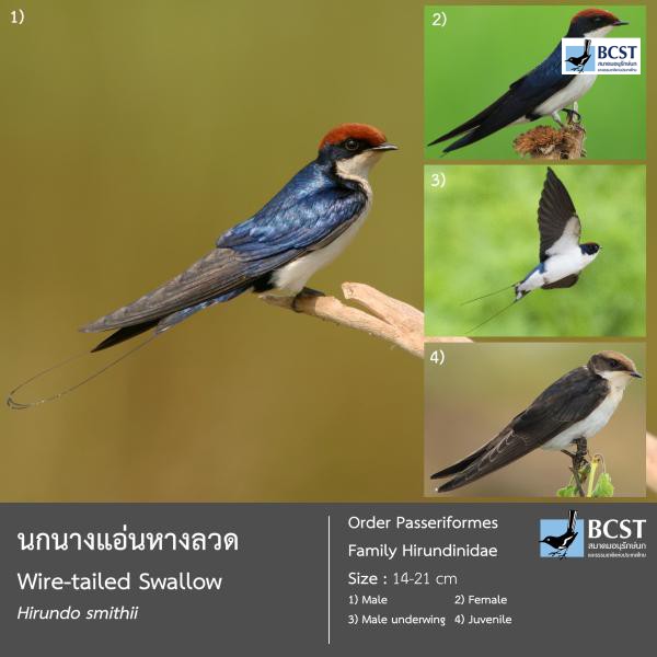 Hirundo smithii