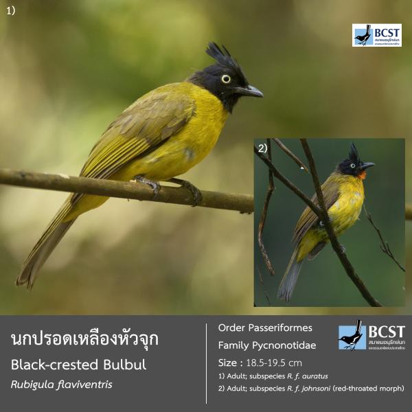 Rubigula flaviventris