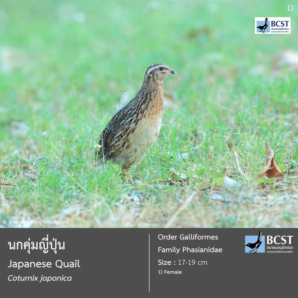 Coturnix japonica