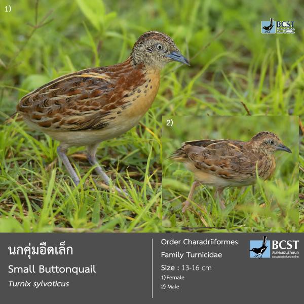 Turnix sylvaticus