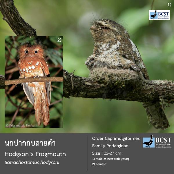 Batrachostomus hodgsoni