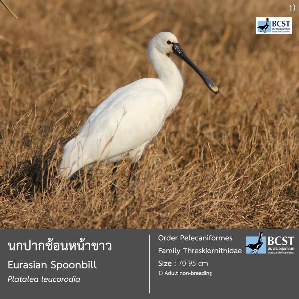 Platalea leucorodia