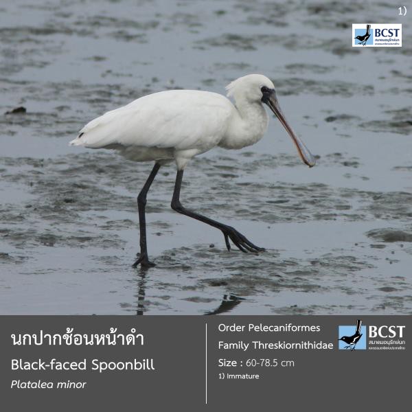 Platalea minor