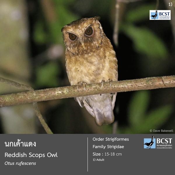 Otus rufescens