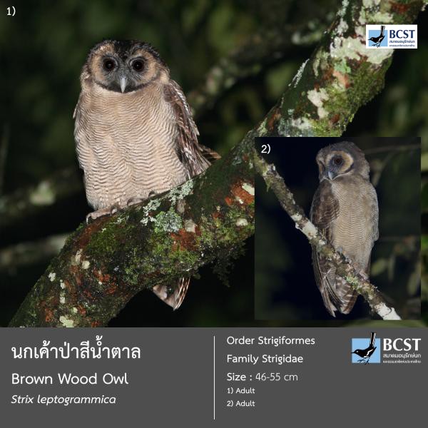 Strix leptogrammica