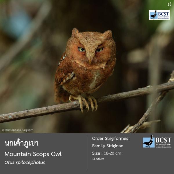 Otus spilocephalus