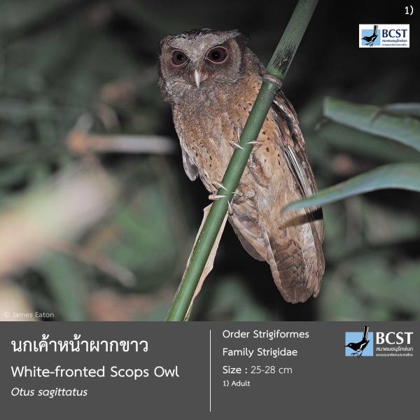 Otus sagittatus