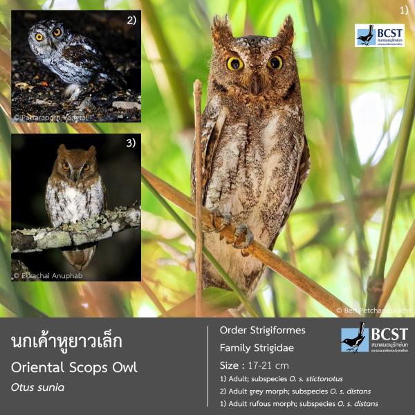 Otus sunia