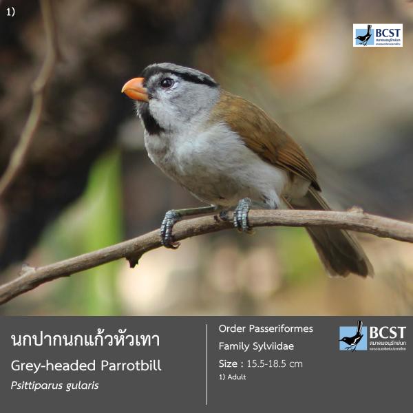 Psittiparus gularis