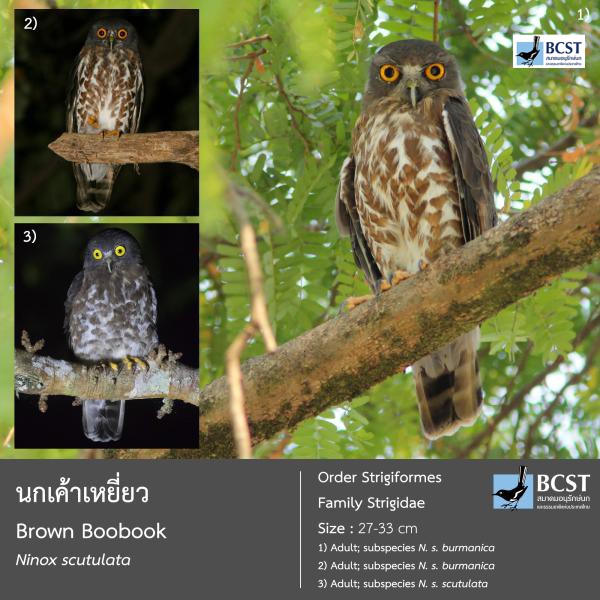 Ninox scutulata