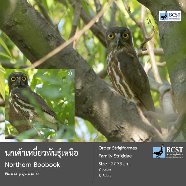 Ninox japonica
