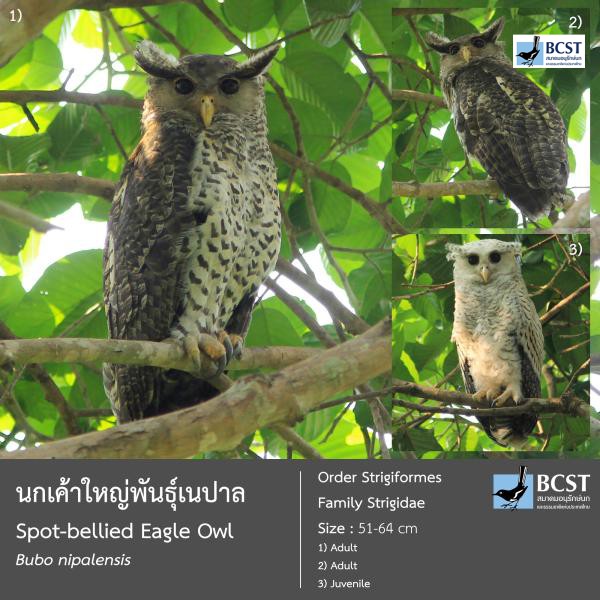 Bubo nipalensis