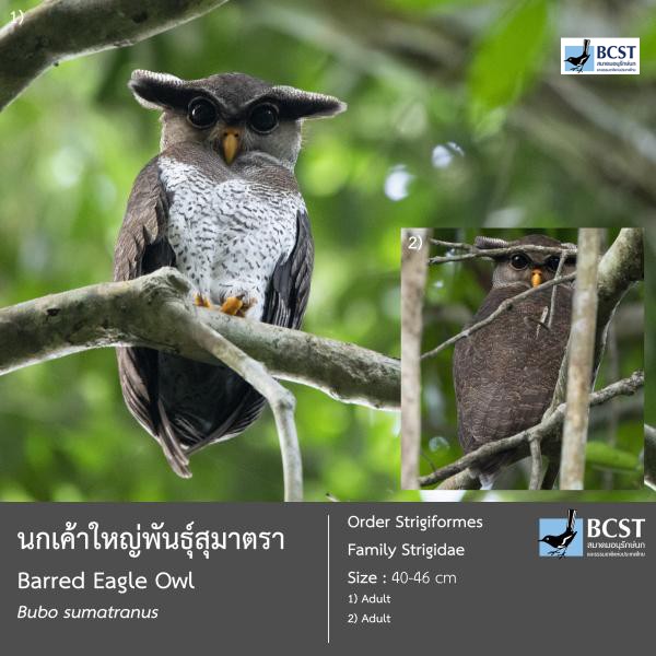 Bubo sumatranus