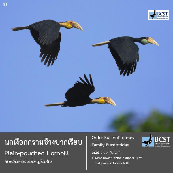 Rhyticeros subruficollis