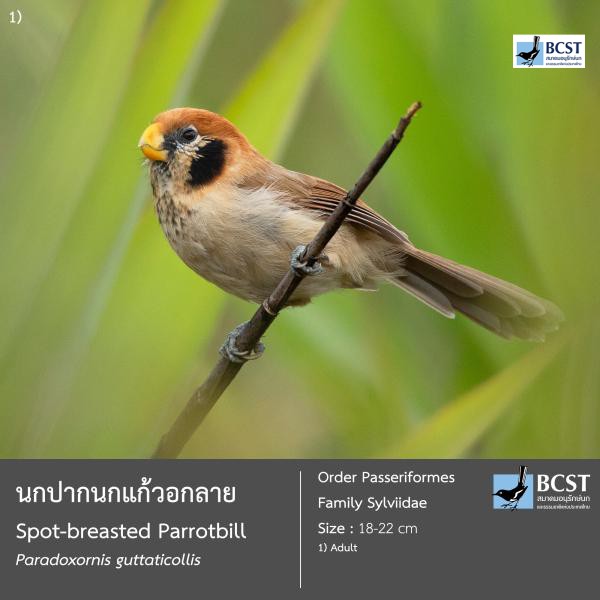 Paradoxornis guttaticollis