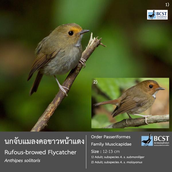 Anthipes solitaris