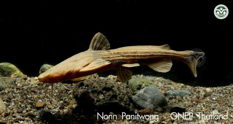 Acrochordonichthys septentrionalis