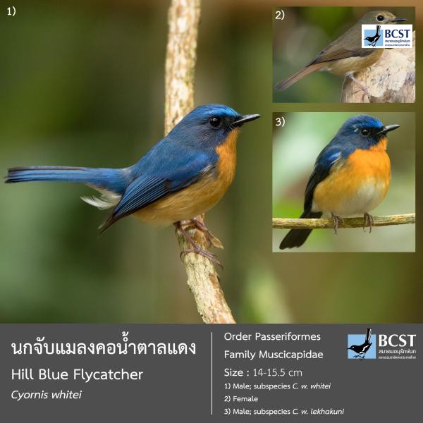 Cyornis whitei
