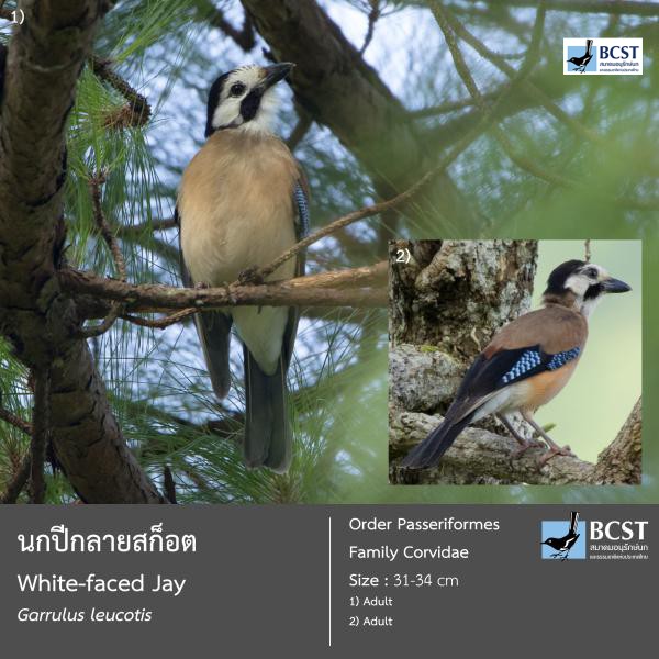 Garrulus leucotis