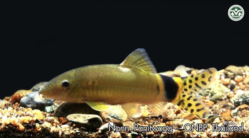 Yasuhikotakia splendida