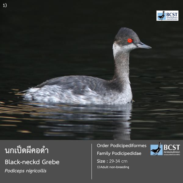Podiceps nigricollis