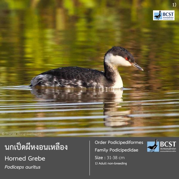 Podiceps auritus