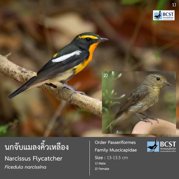 Ficedula narcissina