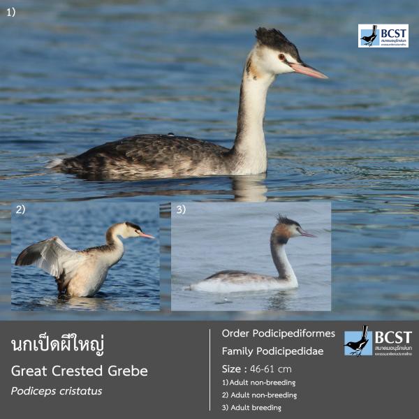 Podiceps cristatus