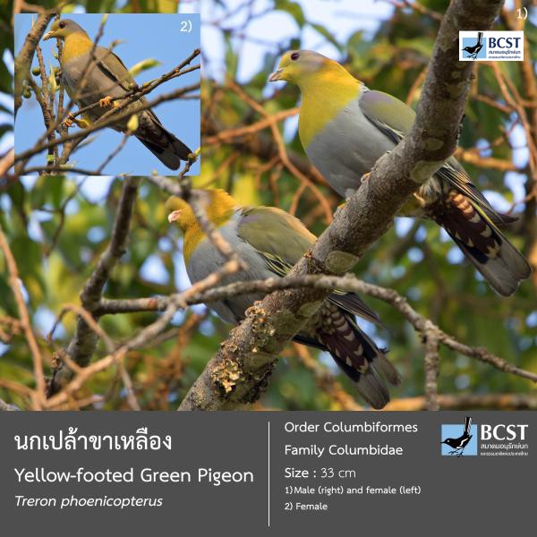 Treron phoenicopterus