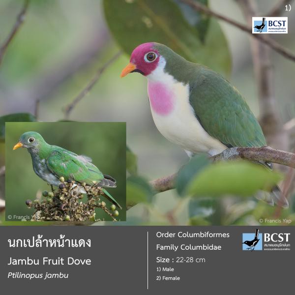 Ptilinopus jambu