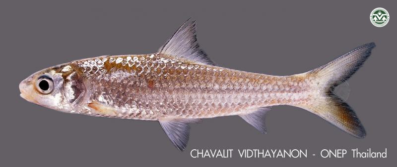 Albulichthys albuloides