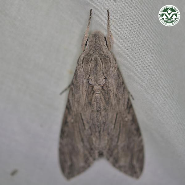 Agrius convolvuli