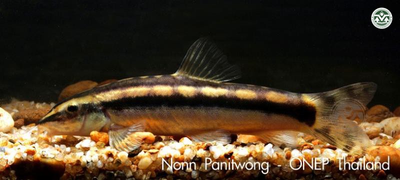 Ambastaia nigrolineata