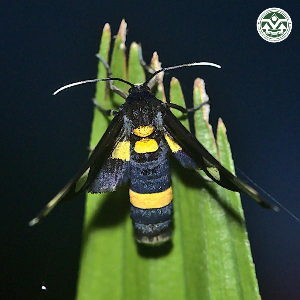 Amata sperbius