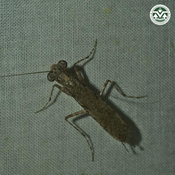 Amorphoscelis singaporana