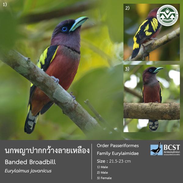 Eurylaimus javanicus