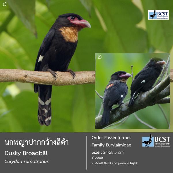 Corydon sumatranus