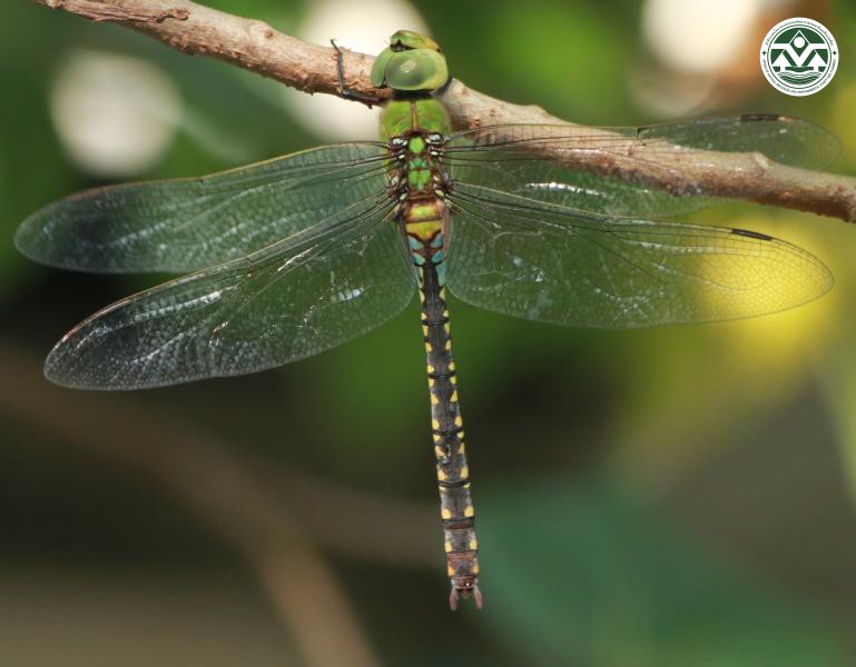 Anax panybeus