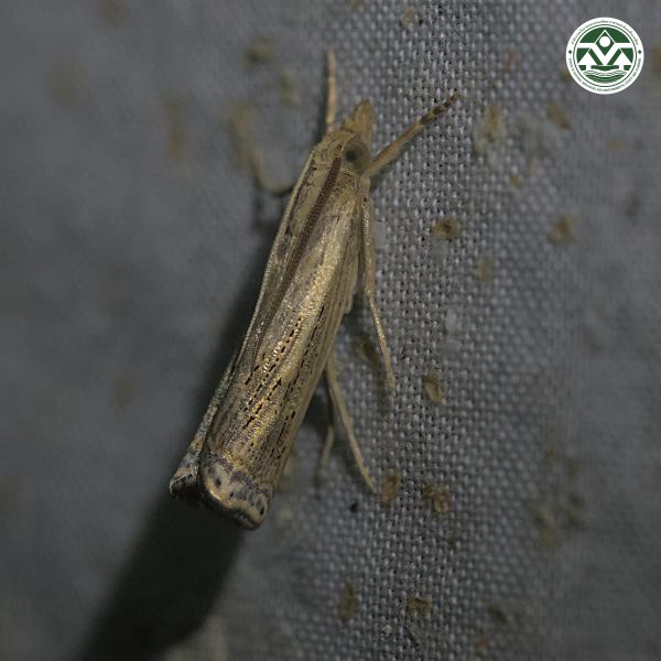Ancylolomia indica