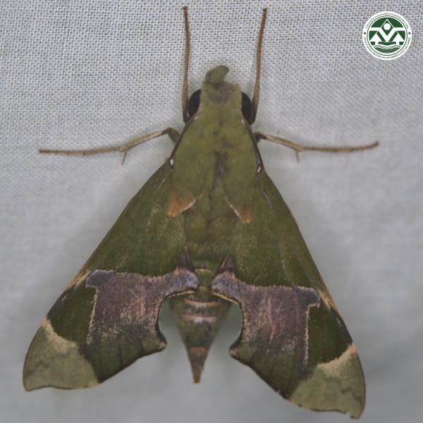 Angonyx testacea