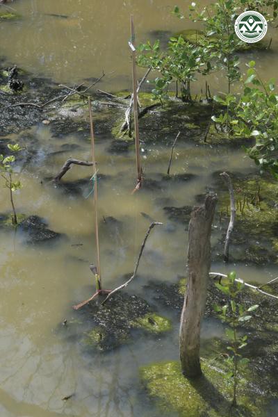 Anomis sabulifera