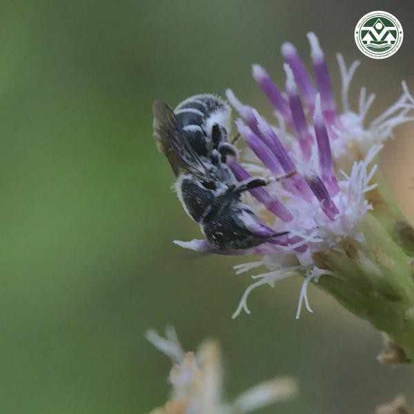 Apis andreniformis
