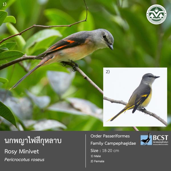 Pericrocotus roseus